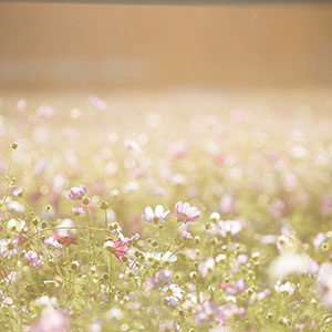 A field of flowers with pink and white flowers.