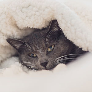 A cat is laying in the blanket looking at something.