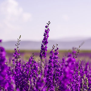 A field of purple flowers with mountains in the background.