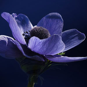 A close up of the flower on a dark background