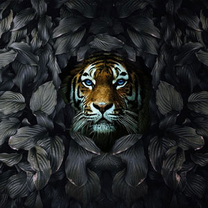 A tiger is surrounded by leaves and the eyes are blue.